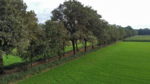 Elsdijk
